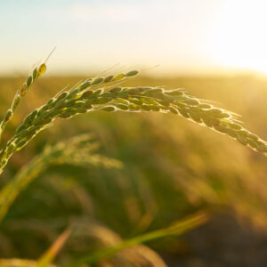 Maquinaria agrícola
